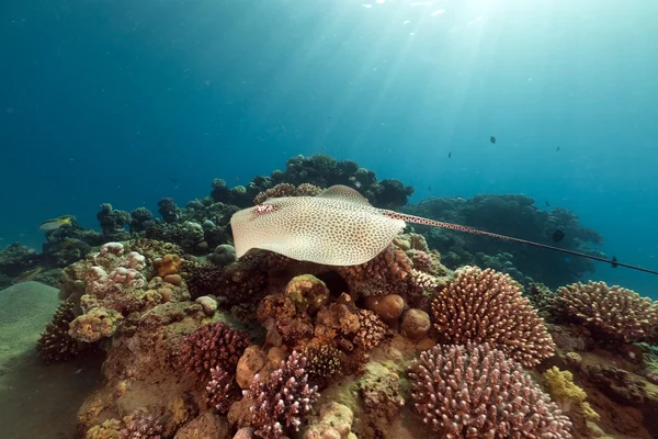 Stachelrochen (himantura uarnak) im Roten Meer. — Stockfoto