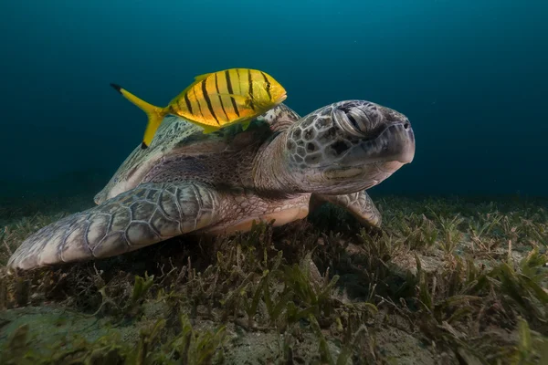 Green turtle (chelonia midas) and trevally in the Red Sea. — Stock Photo, Image
