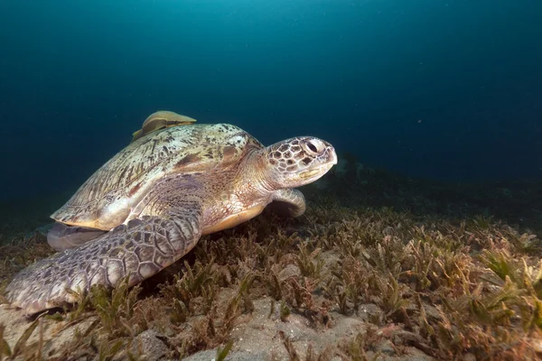 アオウミガメ （chelonia ミダス) および紅海のシマアジ. — ストック写真