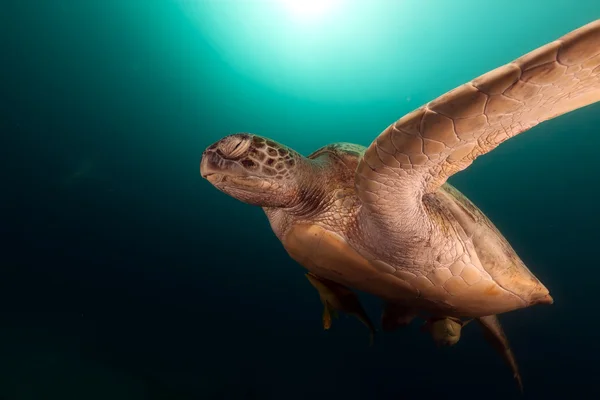 Tartaruga-verde (chelonia midas) no Mar Vermelho . — Fotografia de Stock