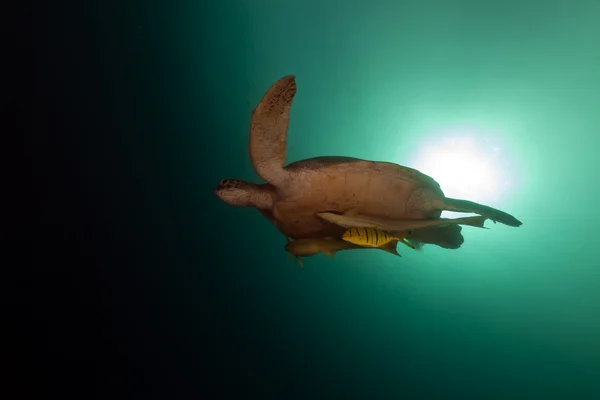 Tartaruga-verde (chelonia midas) no Mar Vermelho . — Fotografia de Stock