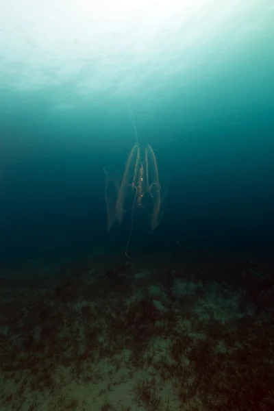 Méduses dans la mer rouge. — Photo