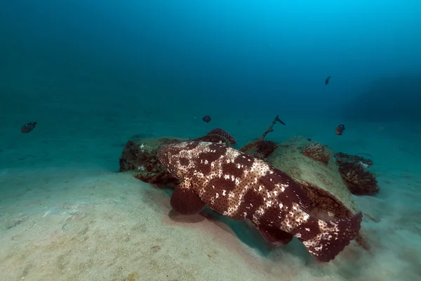玛拉巴石斑鱼 (点带石斑鱼） 在红海. — 图库照片