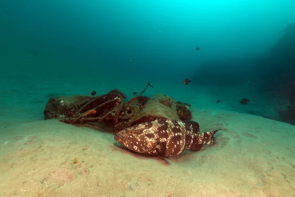 Malabar grouper (epinefelus malabaricus) în Marea Roșie . — Fotografie, imagine de stoc