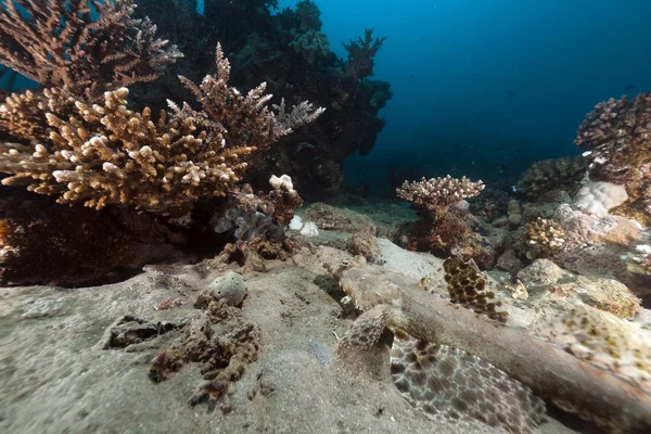Kızıl Denizde Timsah Balığı. — Stok fotoğraf
