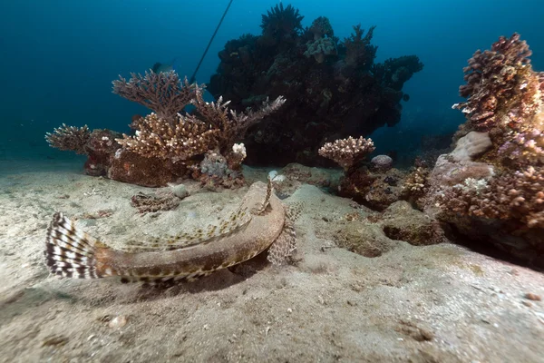 Krokodilfische im Roten Meer. — Stockfoto