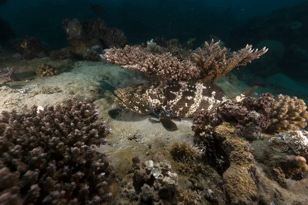 Brązowego marmuru rdzawa (epinephelus fuscoguttatus) w Morzu Czerwonym. — Zdjęcie stockowe
