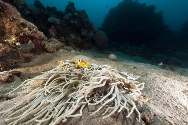 Leerachtige anemone (heteractis crispa) en anemonefish in de rode zee. — Stockfoto