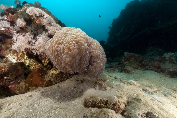 Bublina korálů v Rudém moři. — Stock fotografie