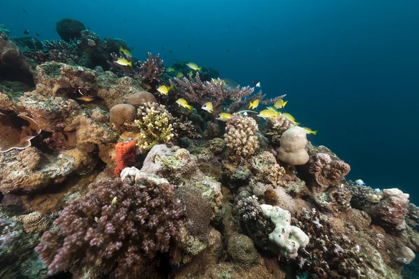 Peces tropicales y coral en el Mar Rojo . — Foto de Stock