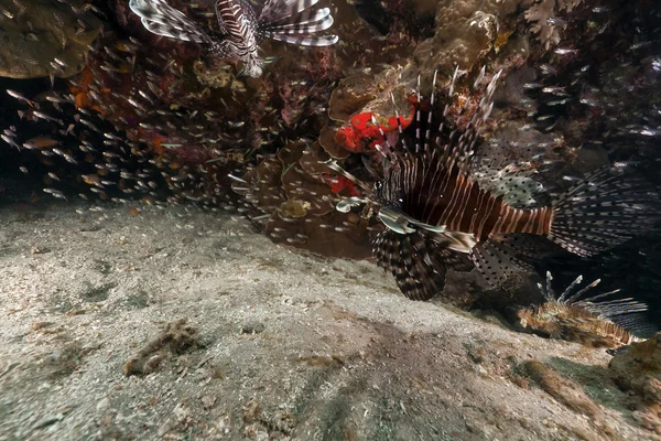 Lionfish (pterois miles) a Vörös-tenger vadászat. — Stock Fotó