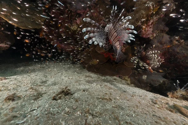 Lionfish (pterois mijl) jacht in de rode zee. — Stockfoto
