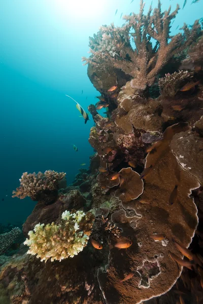 Poissons tropicaux et coraux dans la mer Rouge . — Photo