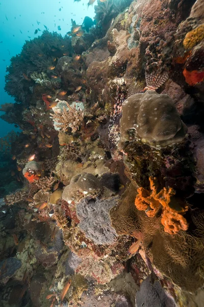 Poissons tropicaux et coraux dans la mer Rouge . — Photo