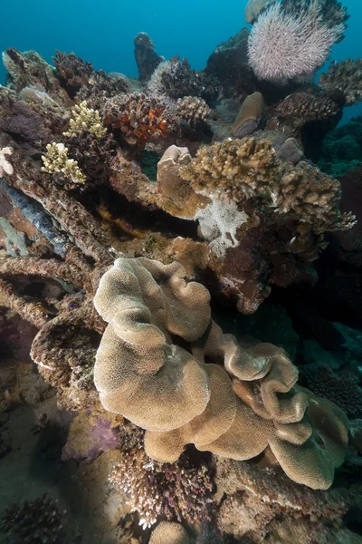 Тропические рыбы и кораллы в Красном море . — стоковое фото