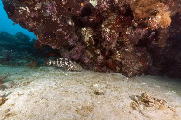 马拉巴尔石斑鱼和珊瑚在红海. — 图库照片