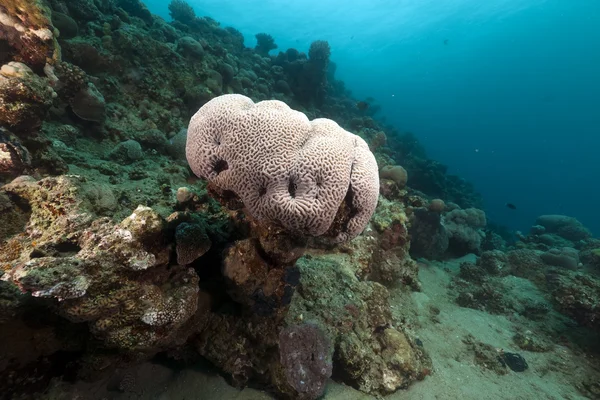 Мозговые кораллы в Красном море . — стоковое фото