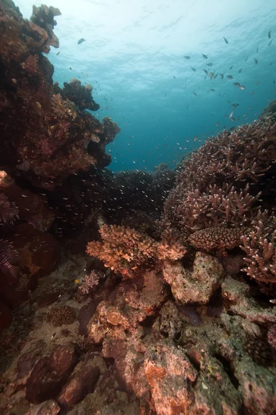 Trópusi halak és korallok, a Vörös-tengeren. — Stock Fotó
