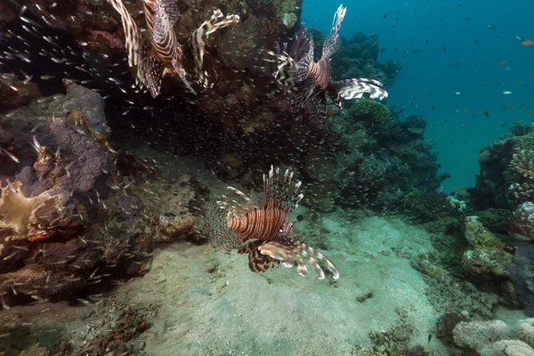 Lionfish (pterois μίλια) κυνήγι στην Ερυθρά θάλασσα. — Φωτογραφία Αρχείου