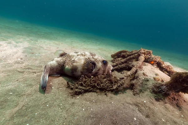 Puffer mascherato (arothron diadematus) nel Mar Rosso . — Foto Stock