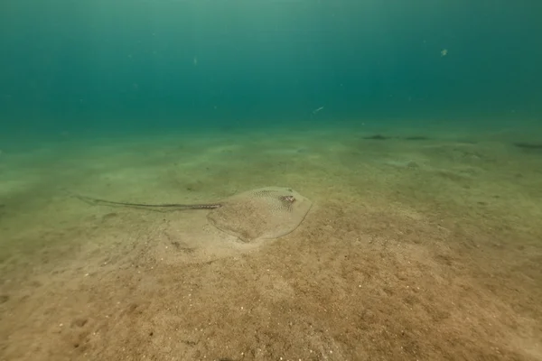 Темнопятнистый скат (himantura uarnak) в Красном море . — стоковое фото