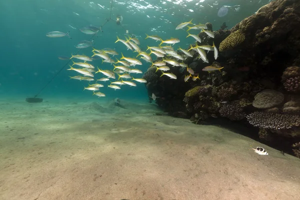 Yellowfin goatfish en koraal in de rode zee. — Stockfoto