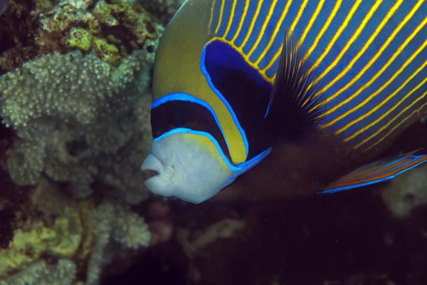 Close-up de um imperador angelfish (pomacanthus imperator ). — Fotografia de Stock
