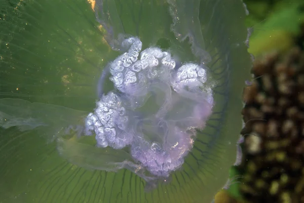 Kızıl Deniz Moon denizanası (aurelia aurita). — Stok fotoğraf