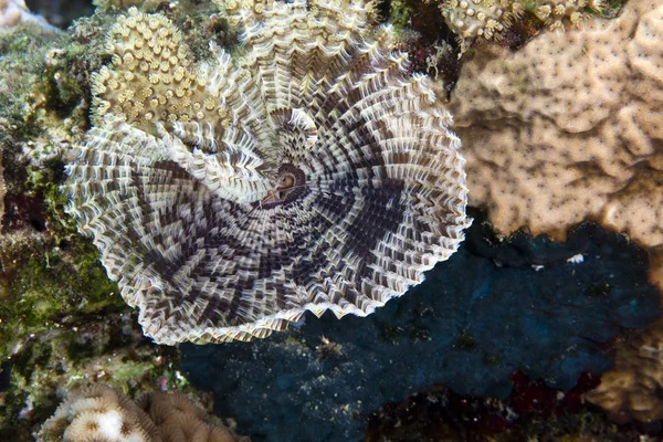 Federweberwurm im Roten Meer. — Stockfoto