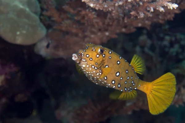 노란색 boxfish fem. (ostracion cubicus). — 스톡 사진