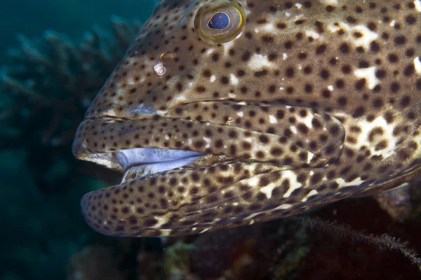 Close-up of a brownspotted grouper. — Stock Photo, Image