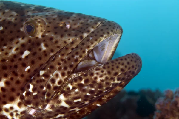 Close-up of a brownspotted grouper. — Stock Photo, Image