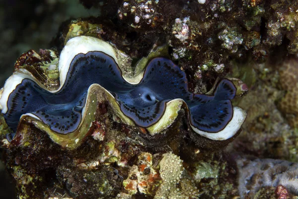 Olbrzym clam (tridacna squamosa). — Zdjęcie stockowe