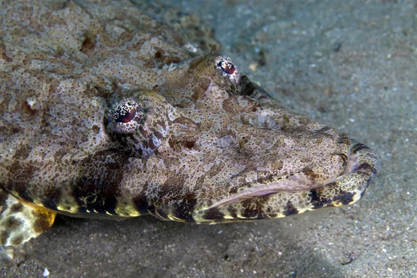 Szczelnie-do góry crocodilefish Oceanu Indyjskiego (papilloculiceps longiceps). — Zdjęcie stockowe