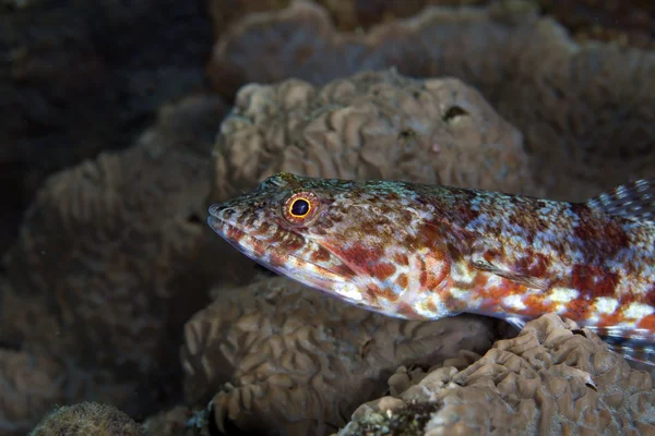 Close-up van een rif lizardfish (synodus variegatus). — Stockfoto