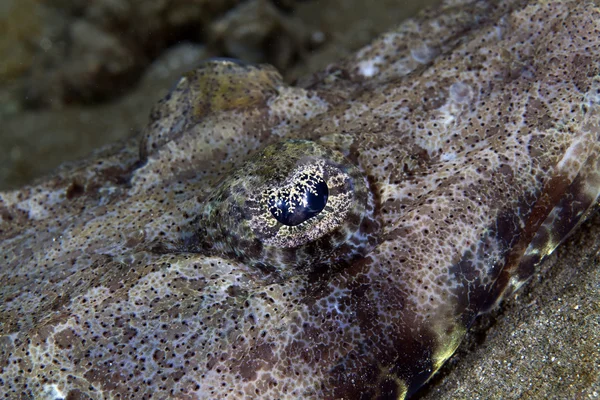 Hint Okyanusu crocodilefish (papilloculiceps longiceps yakın çekim). — Stok fotoğraf