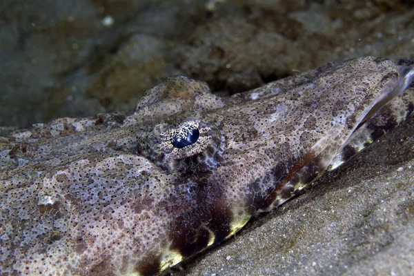 Close-up de um peixe-crocodilo oceano indiano (papilloculiceps longiceps ). — Fotografia de Stock