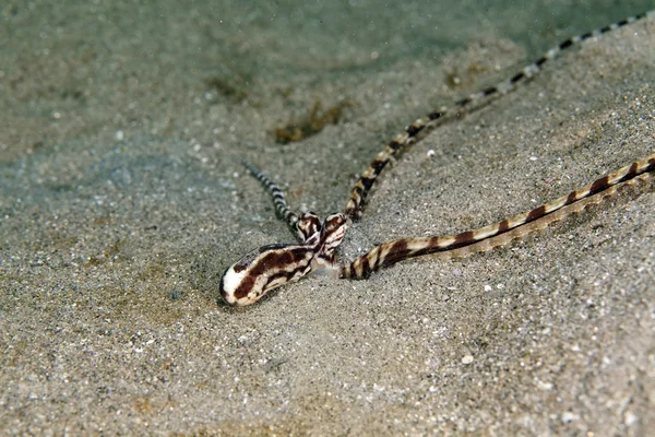Kızıl Deniz içinde ahtapot (thaumoctopus mimicus) taklit. — Stok fotoğraf