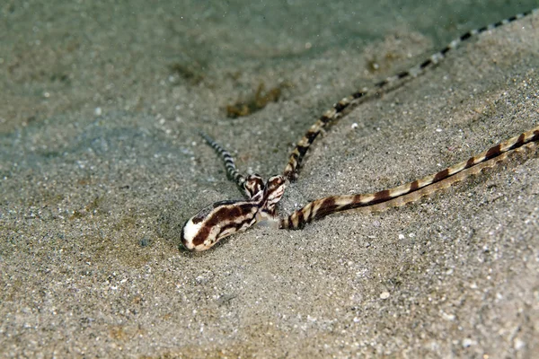 Mimic octopus (thaumoctopus mimicus) in the Red Sea. — Stock Photo, Image