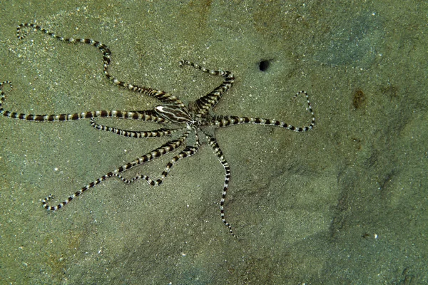 紅海のタコ (thaumoctopus mimicus) を模倣します。. — ストック写真