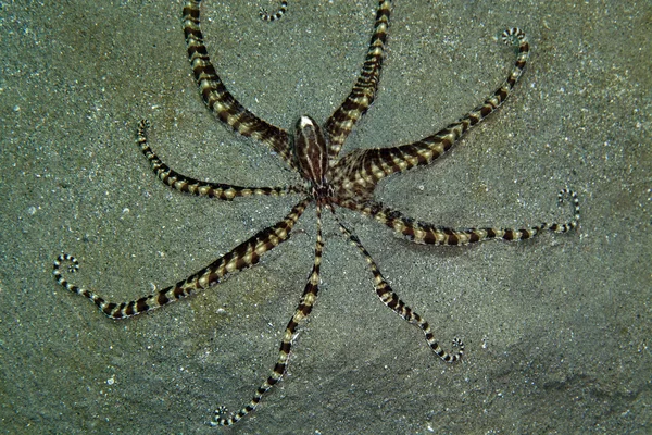 홍 해에서 문 어 (thaumoctopus mimicus)를 모방. — 스톡 사진