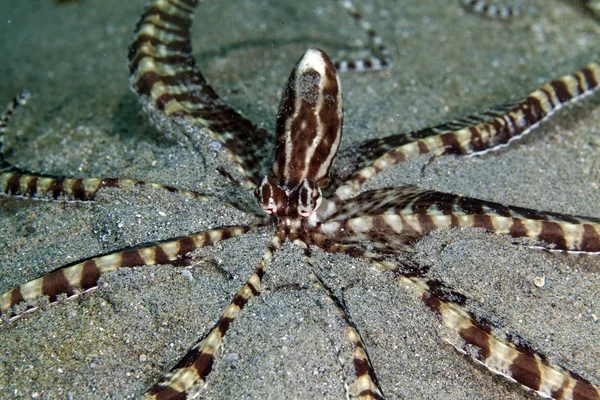 Mimic octopus (thaumoctopus mimicus) in the Red Sea. — Stock Photo, Image