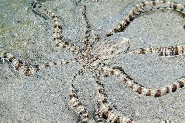 Napodobovat chobotnice (thaumoctopus mimicus) v Rudém moři. — Stock fotografie