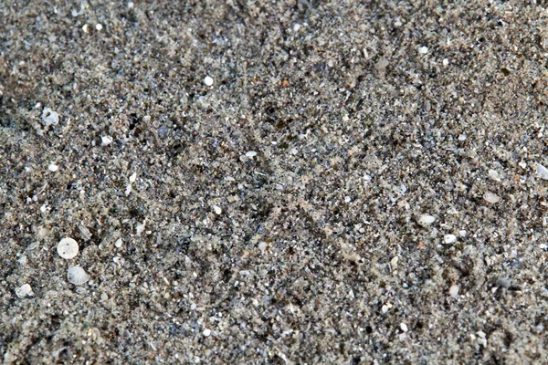 Ormen eller brittle star (ophiuroidea grå) — Stockfoto