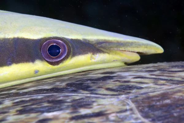 Close-up de um Sharksucker (echeneis naucrates ). — Fotografia de Stock