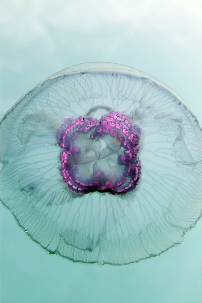 Moon jellyfish (aurelia aurita) in the Red Sea. — Stock Photo, Image