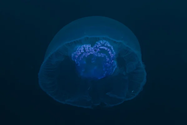 Měsíc medúzy (aurelia aurita) v Rudém moři. — Stock fotografie