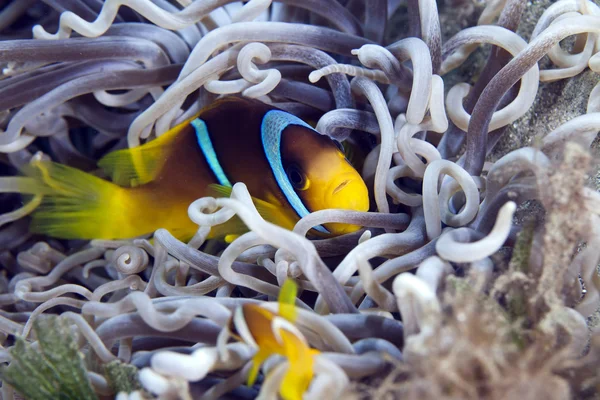 Pesce cerimoniale in un anemone coriaceo . — Foto Stock