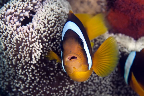 Anemonefish in a Haddon's anemone — Stock Photo, Image
