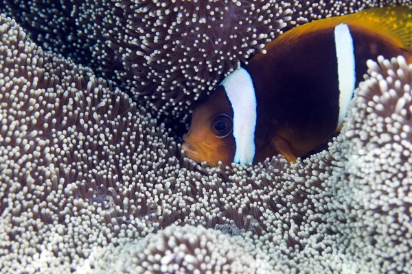 Anemonefish i en Haddon anemone — Stockfoto